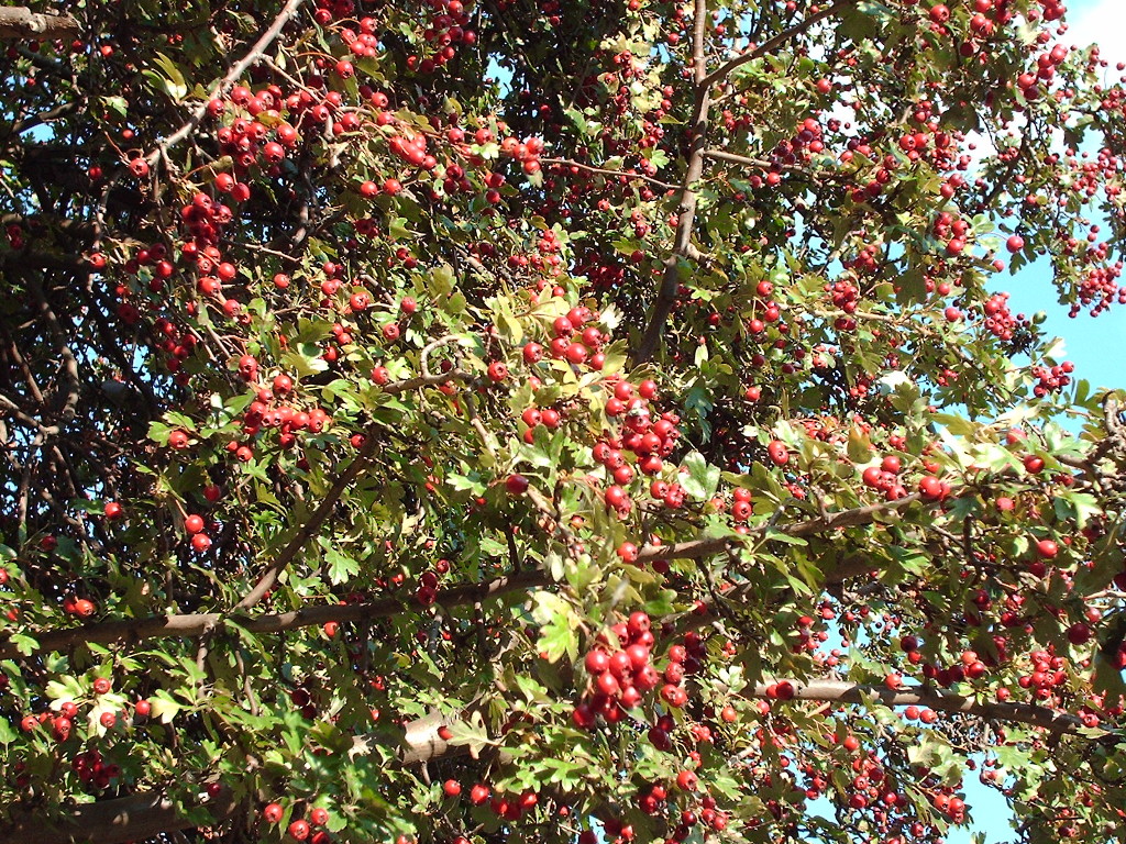 Common Hawthorn massive harvest